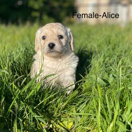 Goldendoodle Puppies from Doodle Paradise