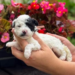 Cupcake - Black and white female Sheepadoodle puppy in Wharton, Texas from Little Fur Friends