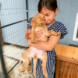 Labrador Retriever Puppies from Mid-Columbia Labradors