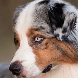 Australian Shepherds from Impact Australian Shepherds