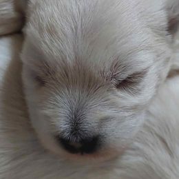 Girl 1 - White West Highland White Terrier puppy in Spokane, Washington from Pleasant Prairie Farms