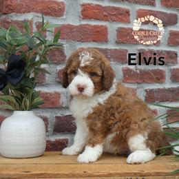 Elvis - Brown and white male Bernedoodle puppy in Heyworth, Illinois from Cobble Creek Puppies