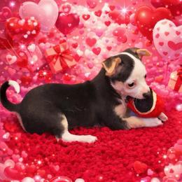 Ghost - Black and white male Chihuahua puppy in Drumright, Oklahoma from Fancy Pants Chihuahua’s