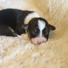 Stormy - Black and tan female Pembroke Welsh Corgi puppy in Chubbuck, Idaho from Sunny J Corgis and Mini Americans