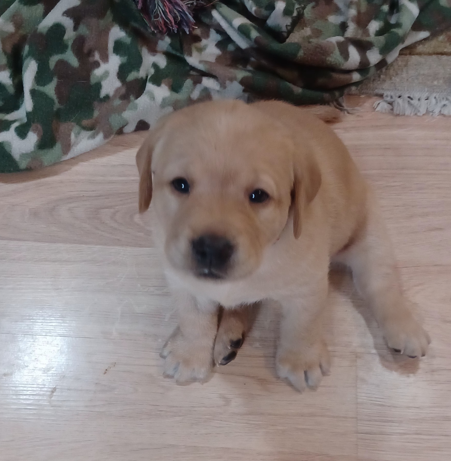 Labrador Retriever Puppies from Rocky Point Labradors