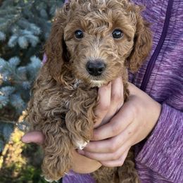 Carmel - Red  female Poodle puppy in Caldwell, Idaho from Treasure Valley Poodles