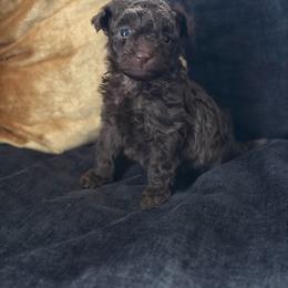 Oak - Brown male Poodle puppy in Kissimmee, Florida from Unique Poodles
