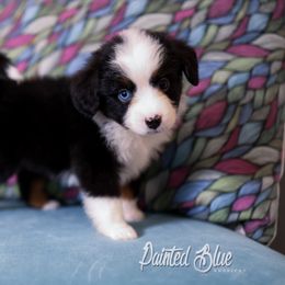 Australian Shepherd, Miniature American Shepherd, Miniature Australian Shepherd, and Toy Australian Shepherd Puppies from Painted Blue Aussies