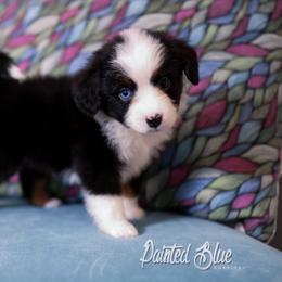 Australian Shepherd, Miniature American Shepherd, Miniature Australian Shepherd, and Toy Australian Shepherd Puppies from Painted Blue Aussies