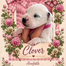 Clover - White and black female Dalmatian puppy in Lehigh Acres, Florida from PupsMansion