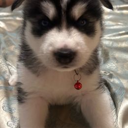 Chief - Black and white Siberian Husky puppy in Southfield, Michigan from Dave’s Huskies