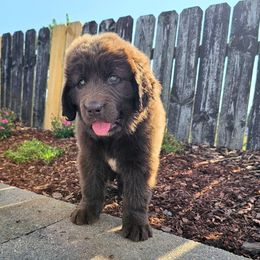 Violet - Brown female Newfoundland puppy in Ohio from Vermillion Newfoundlands