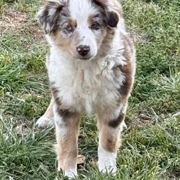 Red Merle boy 1 - Red merle male Toy Australian Shepherd puppy in Oklahoma City, Oklahoma from Faith River Aussies