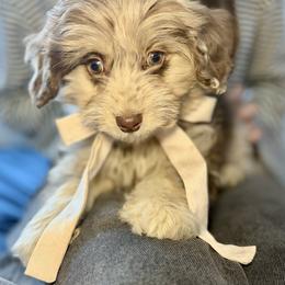Hans - Red merle male Aussiedoodle puppy in Castalia, Iowa from K&K Kennels