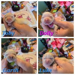 Australian Cattle Dog and Maltipoo Puppies from Cowgirl's Legacy
