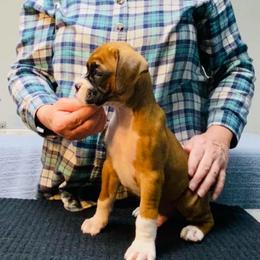 Light Blue - Fawn male Boxer puppy in Butler, Pennsylvania from Schaible's Boxer Huddle