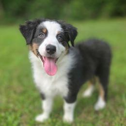 Snickers - Black tri-color male Australian Shepherd puppy in Summerville, South Carolina from Flowertown Aussies