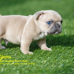 French Bulldog Puppies from Boujee Butt Frenchies