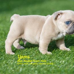 French Bulldog Puppies from Boujee Butt Frenchies
