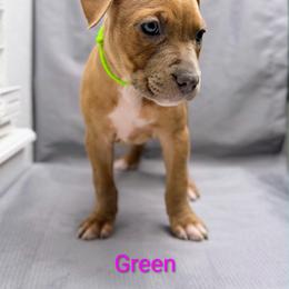 Green Collar Female - Blue fawn female American Pit Bull Terrier puppy in Pensacola, Florida from Alpha Alliance Kennels