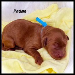 Girl 3 - Cavapoo puppy in Spokane, Washington from Treasured Cavaliers of the Pacific Northwest
