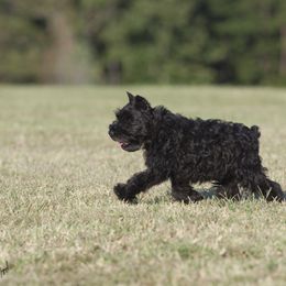 Miniature Schnauzer Puppies from Stadtler Miniature Schnauzers