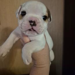 Chunky boy - White male Bulldog puppy in Walhalla, South Carolina from Lowery's English Bulldogs