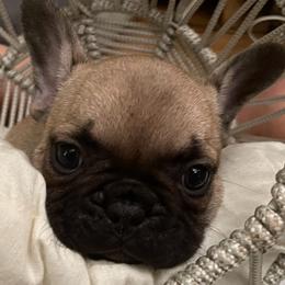 Rocco - Fawn male French Bulldog puppy in Santa Rosa County, Florida from Florida Frenchies By the Sea, LLC