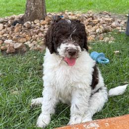 Brookie - Parti female Labradoodle puppy in Liberty Hill, Texas from Martin Family Doodle