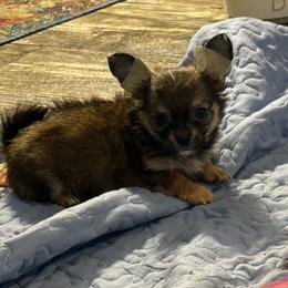 Fawn and tan price: 5,200 - Fawn male Chihuahua puppy in Summerfield, Florida from Uey’s Chihuahuas