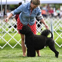 Portuguese Water Dog Puppies from Allegiance Portuguese Water Dogs