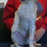 Borzoi Puppies from Radost Borzoi
