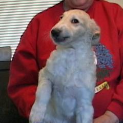 Borzoi Puppies from Radost Borzoi