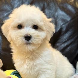 Caramelo - Gold male Havanese puppy in Lancaster, South Carolina from 3 Bs Havanese-PUPPIES with  PURPOSE