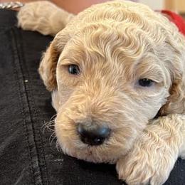 Poodles from Spoiled Rotten Kennels