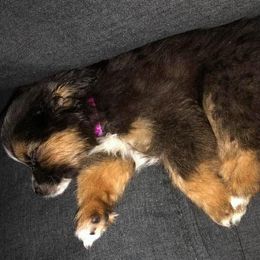 Miniature American Shepherds and Toy Australian Shepherds from Lehfeldt Aussies