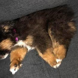 Miniature American Shepherds and Toy Australian Shepherds from Lehfeldt Aussies