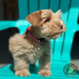 Red Wheaten Sunfyre 'Sunny' (Red Collar) - Wheaten male Miniature Schnauzer puppy in Edinburg, Texas from Forever Schnauzers