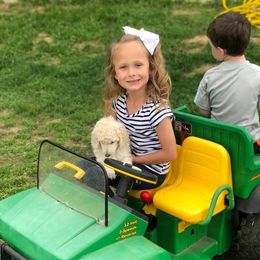 Poodle Puppies from D and D Standard Poodles