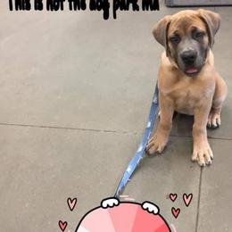 Boerboels from Blessed Boerboels