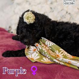 Purple Girl - Black female Goldendoodle puppy in Rockledge, Florida from Stormie's Doodles