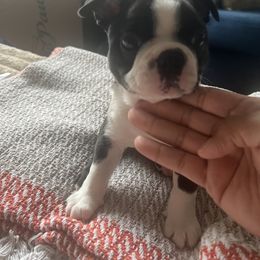 Georgie - Black and white male Boston Terrier puppy in Gaithersburg, Maryland from Big Bang Bostons