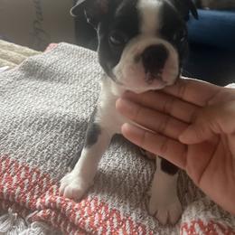 Georgie - Black and white male Boston Terrier puppy in Gaithersburg, Maryland from Big Bang Bostons