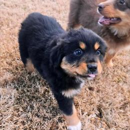 Candy Cane - Black tri-color female Australian Shepherd puppy in Owensboro, Kentucky from JnT's Bluegrass Mini Aussies