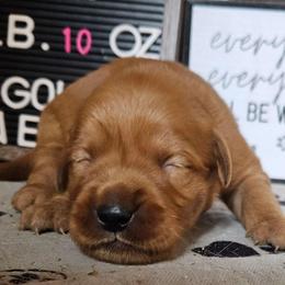 Boy 4 - Dark golden male Golden Retriever puppy in Montoursville, Pennsylvania from Wallace Golden Retriever's