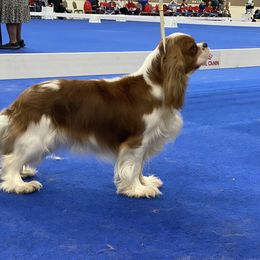 Wickett  - Cavalier King Charles Spaniel
