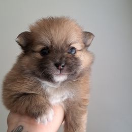 Pomeranian Puppies from Wisco Poms