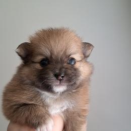 Pomeranian Puppies from Wisco Poms