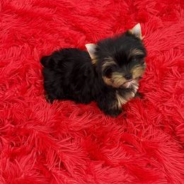 Yorkshire Terrier Puppies from The Royal Yorkie Den LLC