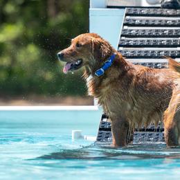 Baker - Golden Retriever